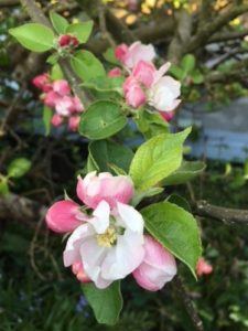 Æbletræ i blomst i kolonihave